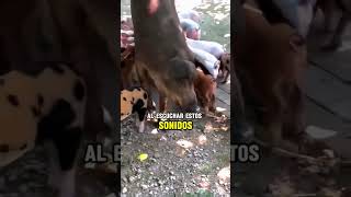 Cerdos que cantan para sus crías 🎶🐖 cerdo cerdos cerda pig pigs AnimalesSorprendentesTV [upl. by Jochbed436]