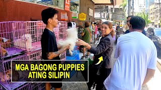 MGA BAGONG PUPPIES NA DUMATING  ARRANQUE SCENE [upl. by Ayokahs563]