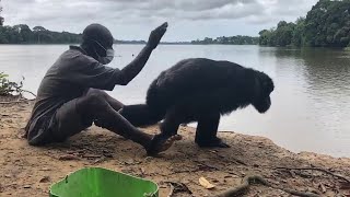 When Chimpanzees Act Like Human  So Amazing [upl. by Salkcin]