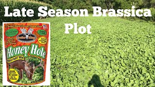 Late Season Brassica Food Plot  Antler King’s Honey Hole Food Plot [upl. by Jardena]