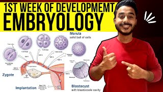 general embryology anatomy  first week of development embryology  Johari MBBS [upl. by Ymeraj]