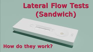 How Do Lateral Flow Tests Work  Animated [upl. by Handbook779]