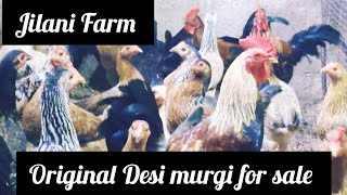 Pure gavti murgi lot available for sale at Jilani Farm [upl. by Mackey836]