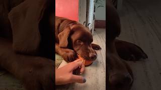 Angry Labrador Funny Video 🤣🤣🤣🤣😋🐶🐕💙💕🌎🐾 [upl. by Kachine]