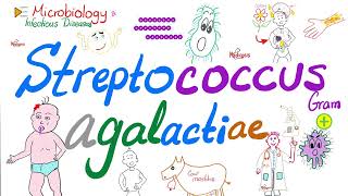 Streptococcus agalactiae Group B Strept or GBSNeonatal Meningitis sepsis pneumonia [upl. by Caterina]