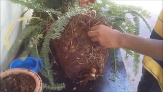 HOW TO PROPAGATE FERN [upl. by Annahc]