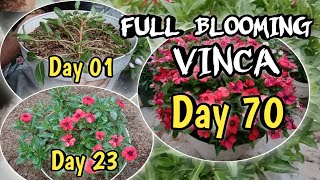 Vinca full blooming  creative ideas of growing vinca flowers [upl. by Yknarf]