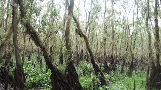 Tra Su Cajuput Forest Vietnam [upl. by Zehe821]