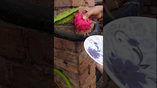 ছাদ বাগান থেকে দ্বিতীয় বার ড্রাগন ফল তুললাম gardening shorts Dragon fruits dragonfruitgrowing [upl. by Aicerg]