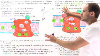 QCycle and Complex III of Electron Transport Chain [upl. by Hatch]