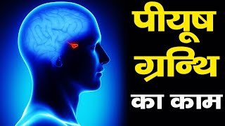 पिट्यूटरी ग्लैंड कैसे काम करता हैं  how pituitary gland works [upl. by Vickie799]