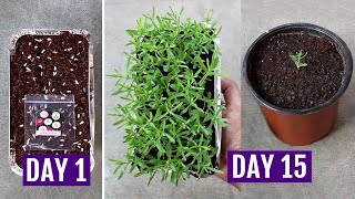 How to Grow Acroclinium Paper Daisy from Seeds Easily [upl. by Harragan]