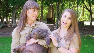 Terri and Bindi Introduce Elle the Wombat [upl. by Verile]