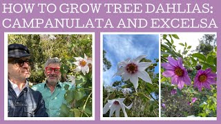 How to grow the rare tree Dahlia campanulata and its slightly easier to find cousin Dahlia excelsa [upl. by Elyrad]