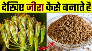 देखिए जीरा कैसे तैयार करते हैं । जीरे की खेती । भारत मे जीरे की खेती  Cumin farming  Cumin seed [upl. by Doownil]