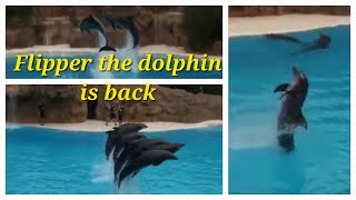 Flipper the dolphin is back flipper kidsfun dolphins [upl. by Eilitan]