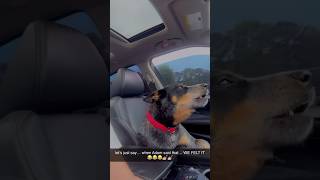 Jenna’s Dog Sings Maroon 5 Song “Maps” maroon5 adamlevine [upl. by Mallin]