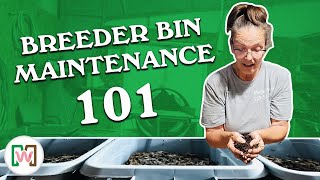 How to Maintain a Worm Breeder Bin [upl. by Elleraj]