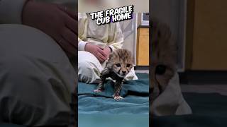 This cheetah cub meets his new family 🥺🥰 animals animalstories shorts pets cuteanimals [upl. by Kelcey152]