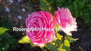 Rosengräfin Marie Henriette rose 19102024 BeBoho2bd [upl. by Joao247]