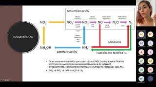 Resumen de procesos aerobios y anaerobios que le suceden a la materia orgánica C N S [upl. by Esilec]