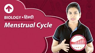 Menstrual Cycle  Hindi  Biology [upl. by Tipton12]