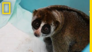 Slow Lorises Rescued From Illegal Pet Trade  National Geographic [upl. by Dremann]