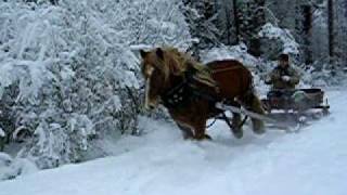 Slädtur i galopp med Ardenner och nordsvenska hästar [upl. by Nalyorf]