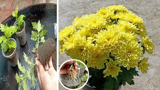 Best Method To Grow Guldaudi From Cutting  How to Grow Chrysanthemum From Cutting [upl. by Lorrac]