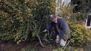 Hard pruning after first flowering of Genista Porlock [upl. by Kylander]