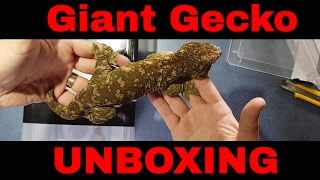 3000 Giant Gecko Unboxing Leachianus and Chahoua [upl. by Lipfert]