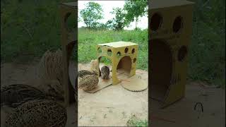 Creative DIY Trap  Quail Trap shorts  Make Traps [upl. by Ednyl113]