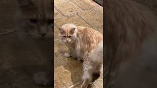 Maine Coon cat talking to his owner the language of trills [upl. by Allrud]