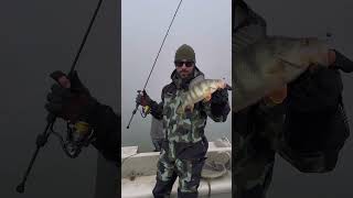 ШИКАРНЫЙ СУДАК duo tetra works react 65 fishing рыбалка рыбалки судак спиннинг [upl. by Ahsieker]