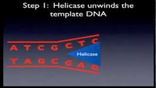 1 DNA Replication HSC biology [upl. by Aidaas]