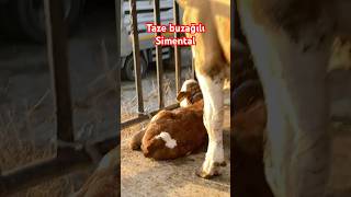 Taze buzağılı Simental hayvanpazari büyükbaş inek büyükbaşhayvancılık cow [upl. by Sivad]