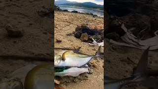 BLUEFIN TREVALLY CATCH N COOK 🐟🔥 ROCK FISHING INDONESIA 🎣 shorts travel fishing indonesia [upl. by Jobe]