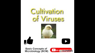 Cultivation of viruses  Virus cultivation methods Chick embryo technique I Animal inoculation [upl. by Botnick]