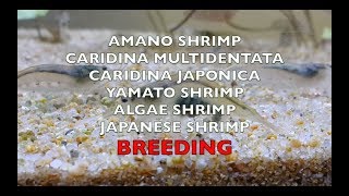 Breeding amano shrimp [upl. by Anerev]