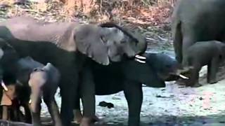 Gowrie DamDjuma Waterhole Djuma South Africa [upl. by Bouzoun583]