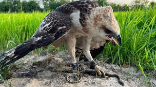 Hawk Eagle Hunting and eating Snacks [upl. by Leoni]