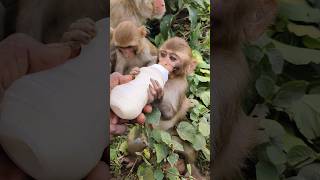 Little baby drinking milk 🍼🍼🍼🐵🐵🐵monkeyvideo bandar monkey 0185 [upl. by Nolahc]