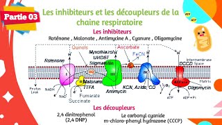 Biochimie  La chaine respiratoire  Partie 0303 [upl. by Folly322]