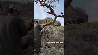 Frankincense Luban Tree in Oman sameerintransit beautifulsalalah [upl. by Changaris]