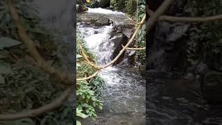 Ban jhakri falls at Gangtok ❤️travel viralvideo short falls subscribemychannel 🙏🏻 [upl. by Renrew889]