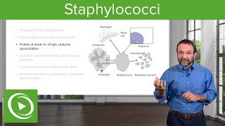 Staphylococci – Microbiology  Lecturio [upl. by Lottie]