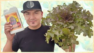 La solución nutritiva perfecta para tu cultivo hidropónico [upl. by Crandall658]