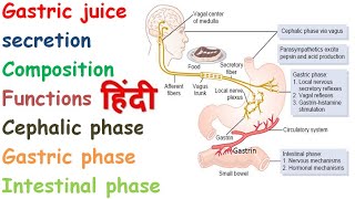 Gastric juice anatomy and physiology in hindi  Mechanism of HCL secretion [upl. by Anon]