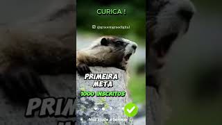 MARMOTA GRITANDO I MEME MARMOTA I MARMOTA FALANDO SEU NOME [upl. by Husha]