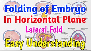 Folding of embryo in horizontal plane  Lateral Folding of embryo easy Understanding [upl. by Amethyst]